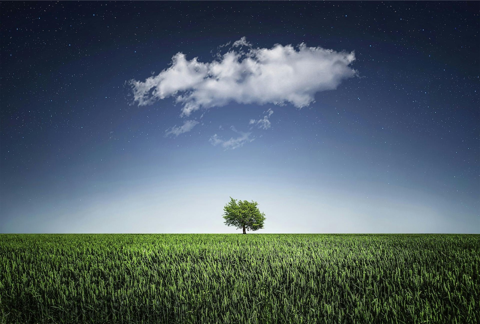 Wiese mit Baum und einer Wolke (Cloud)